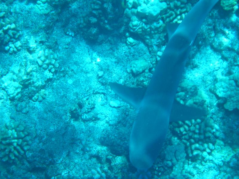 Illustration for article titled Review: Pentax W60 Waterproof Camera Catching Whale Sharks